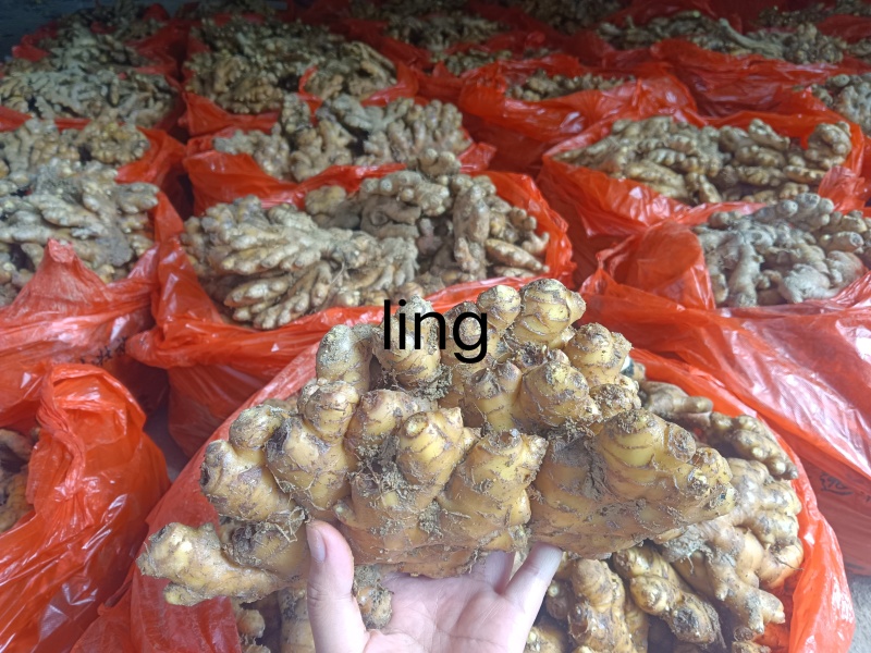 连山小黄姜
