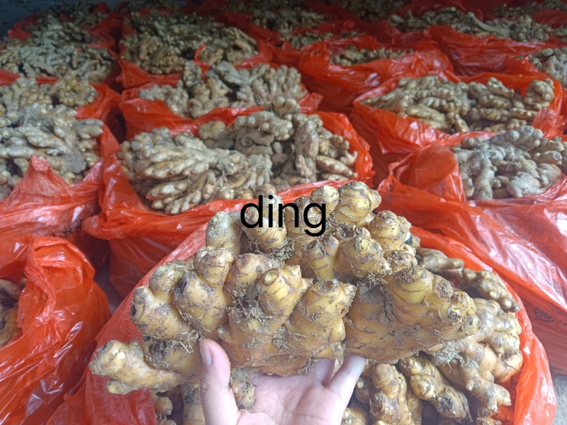 连山小黄姜