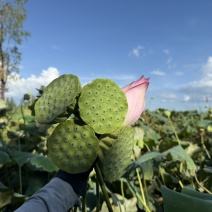 莲花，莲籽，