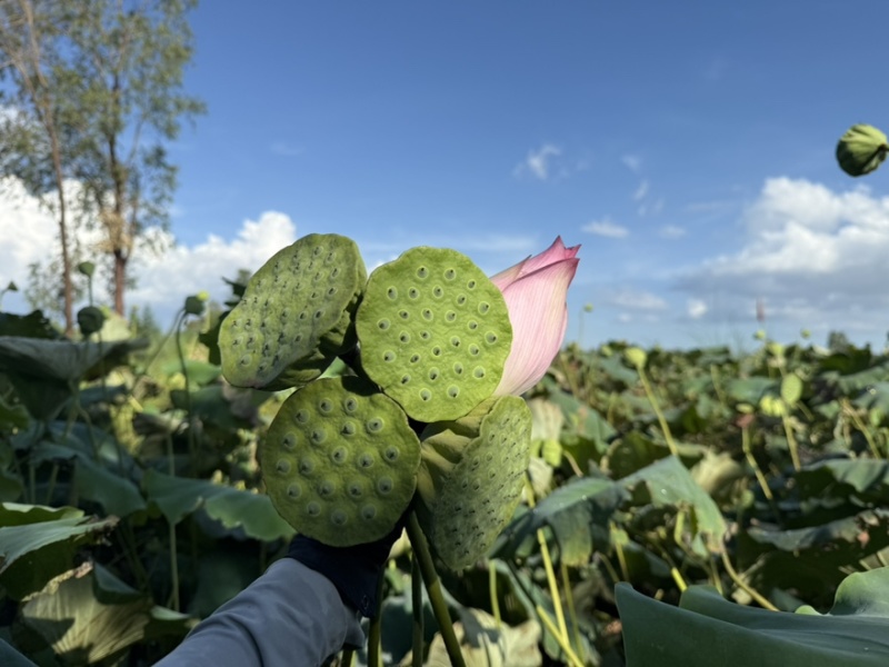 莲花，莲籽，
