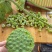 莲花，莲籽，