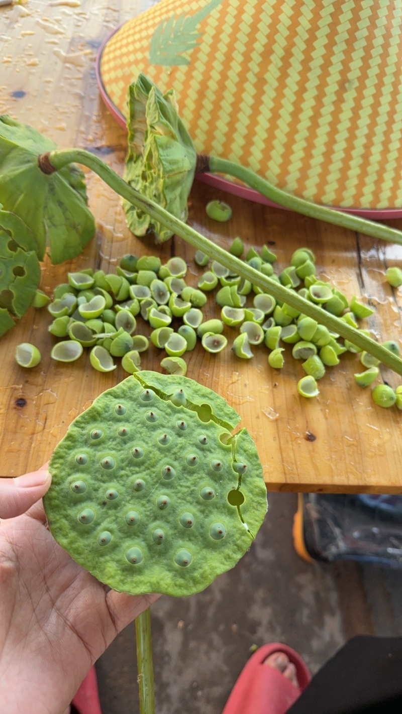 莲花，莲籽，
