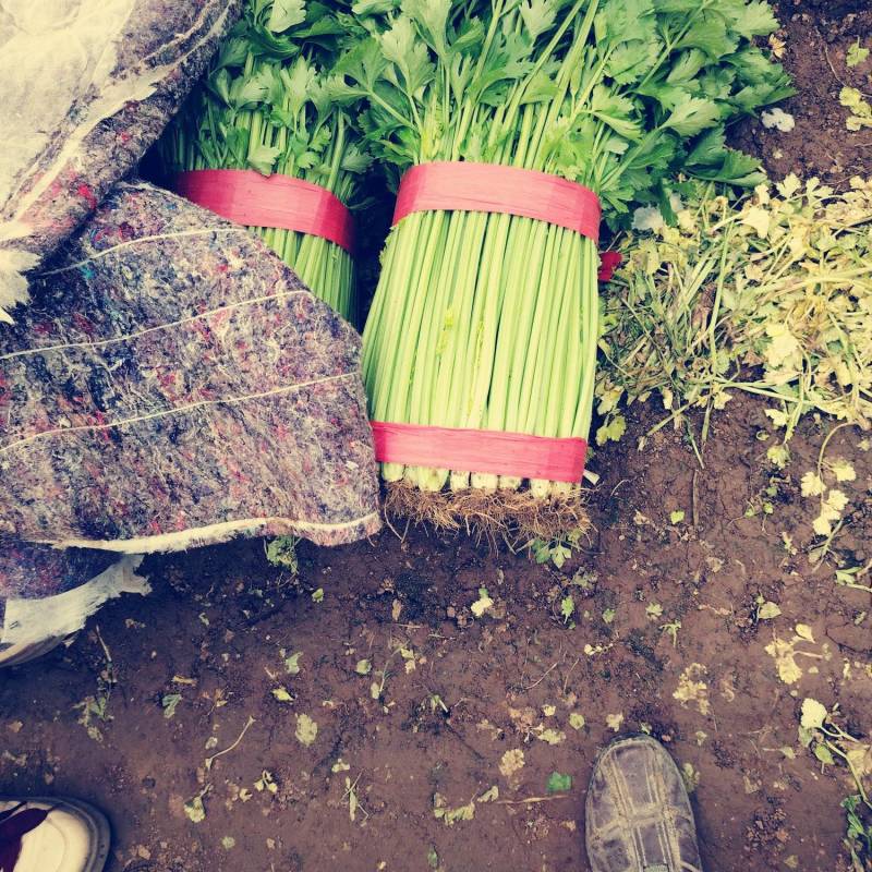 玻璃翠芹菜大量上市产地直发电商市场货齐全欢迎电联
