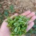 宜良宝洪茶