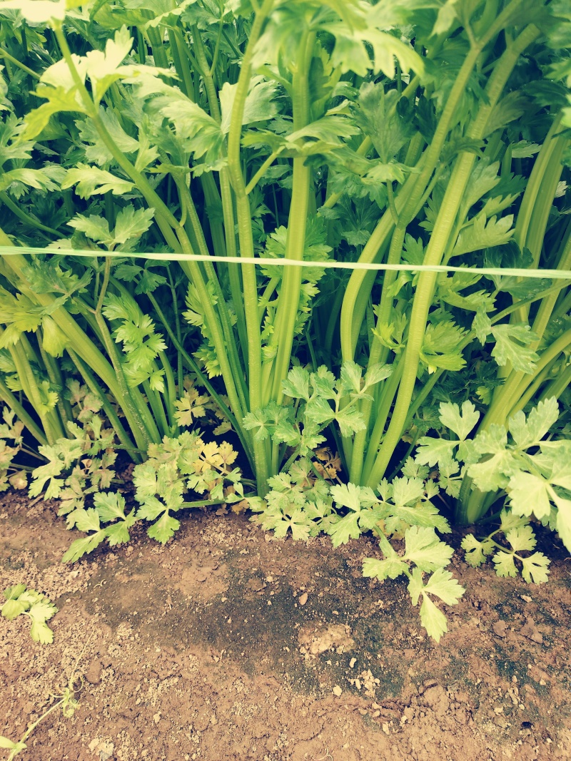 玻璃翠芹菜大量上市产地直发电商市场货齐全欢迎电联