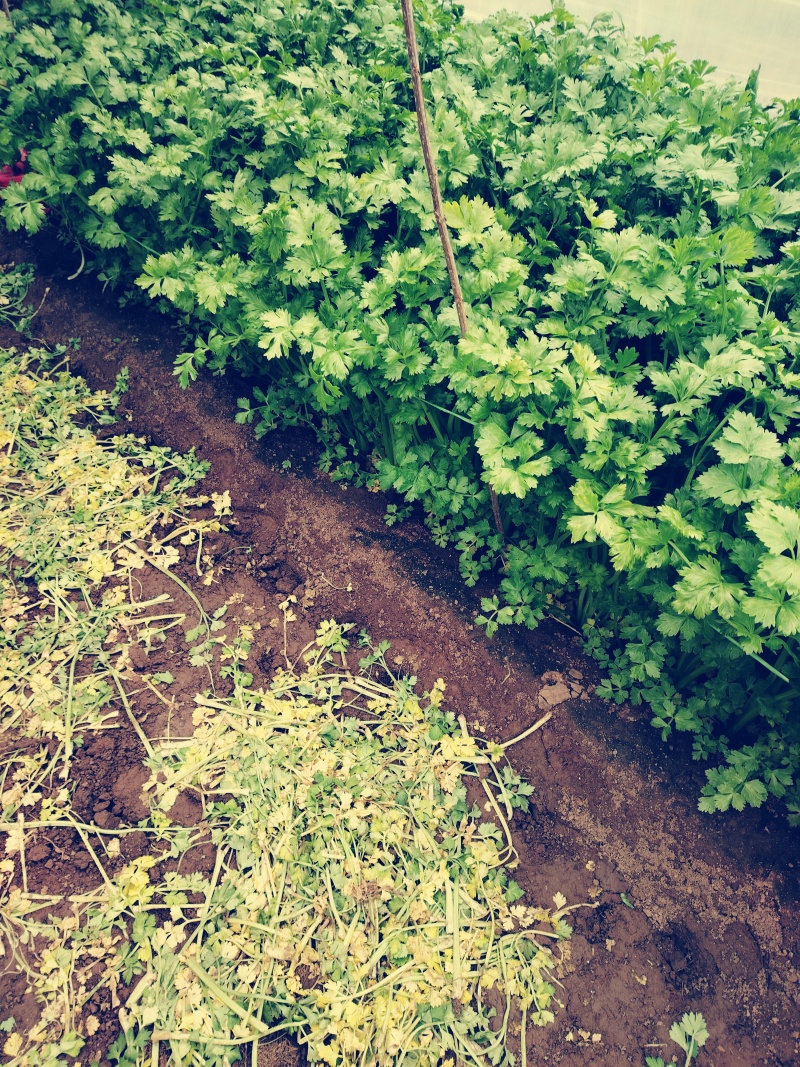 玻璃翠芹菜大量上市产地直发电商市场货齐全欢迎电联