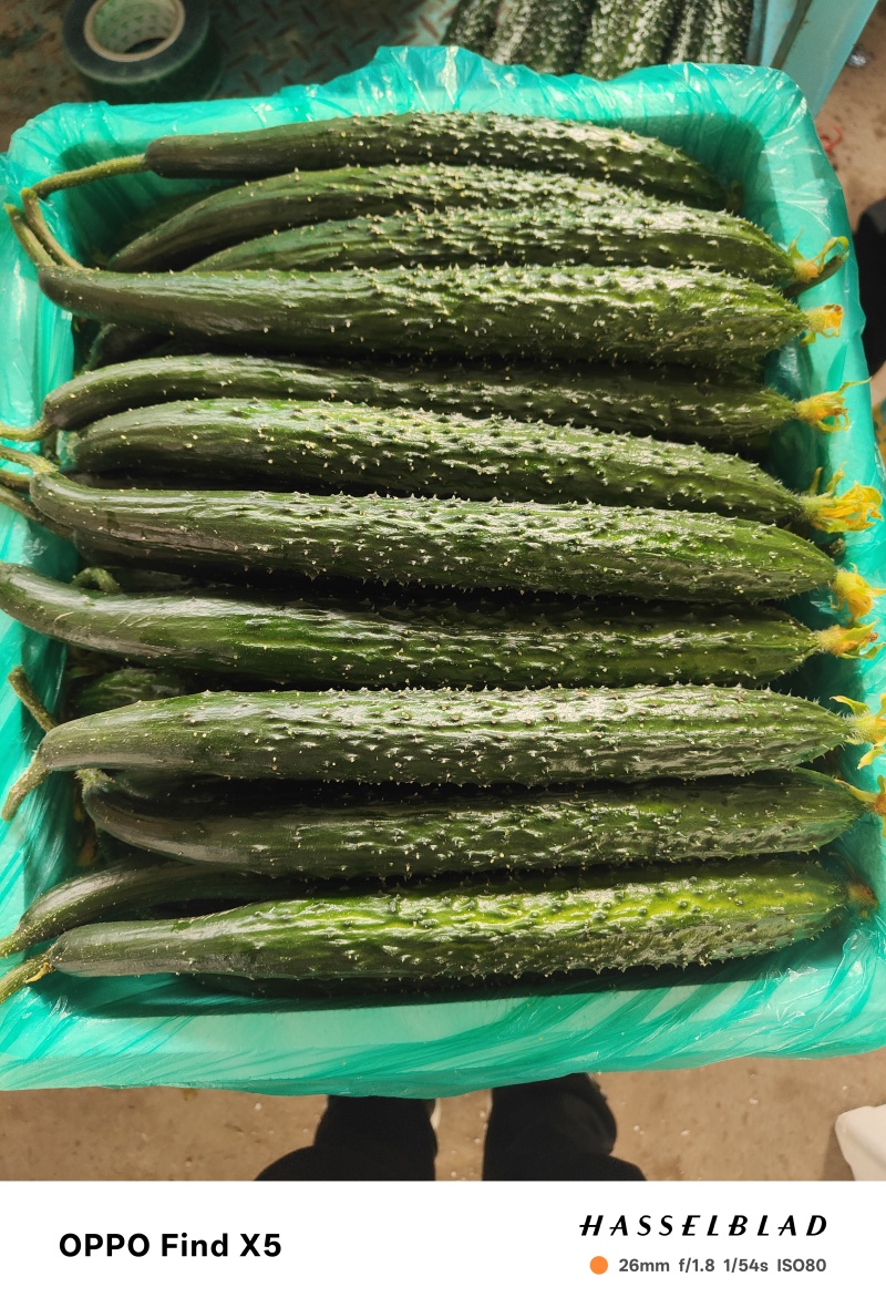 刺黄瓜