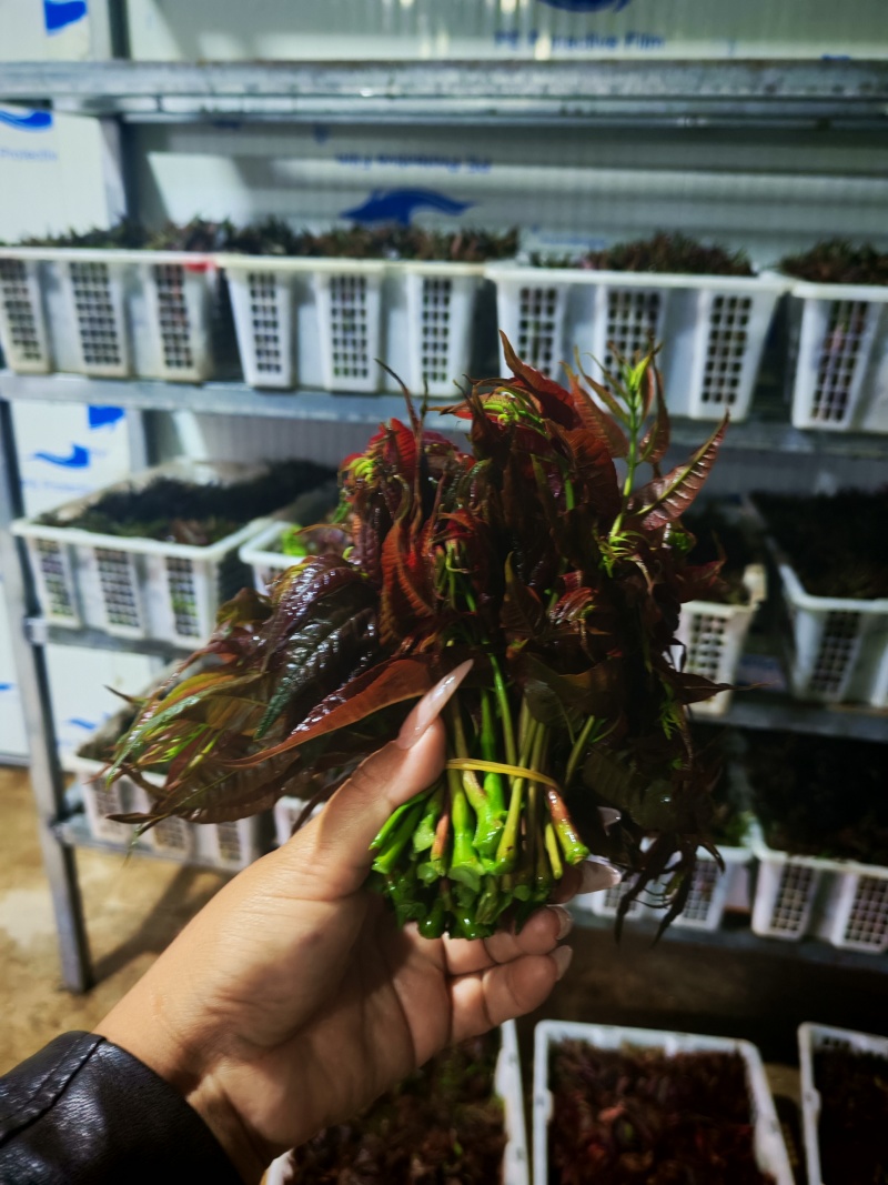 云南四季红油香椿
