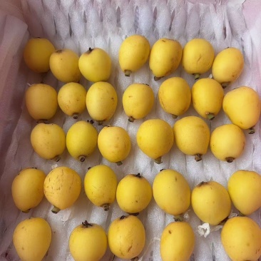 三月白枇杷。跟蜂蜜一样甜蜜蜜。