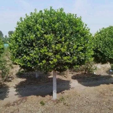 苗圃大量出售10公分独杆卫矛球