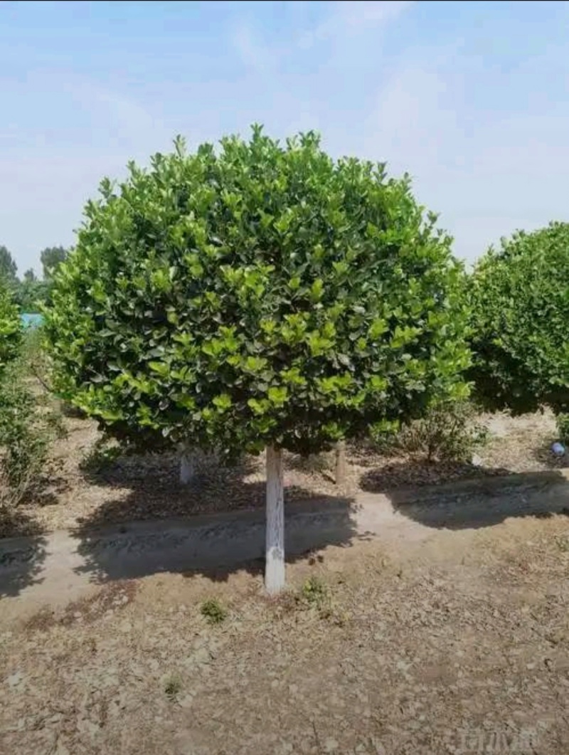 苗圃大量出售10公分独杆卫矛球