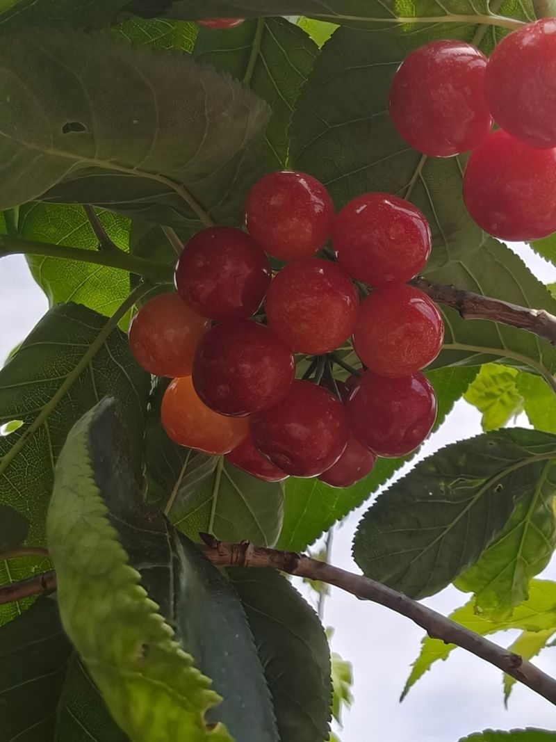 樱桃