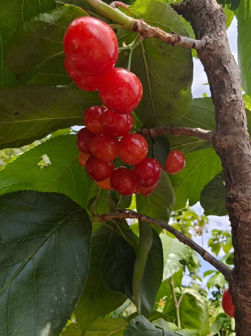 樱桃