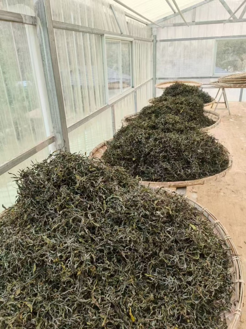 云南古树茶产地直发，价格优惠，关系采购看货