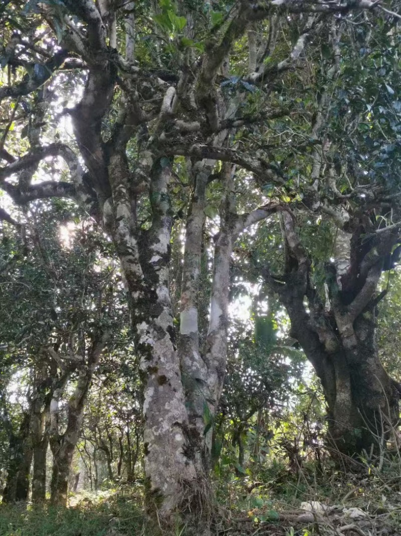 云南古树茶产地直发，价格优惠，关系采购看货