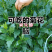菊花脑