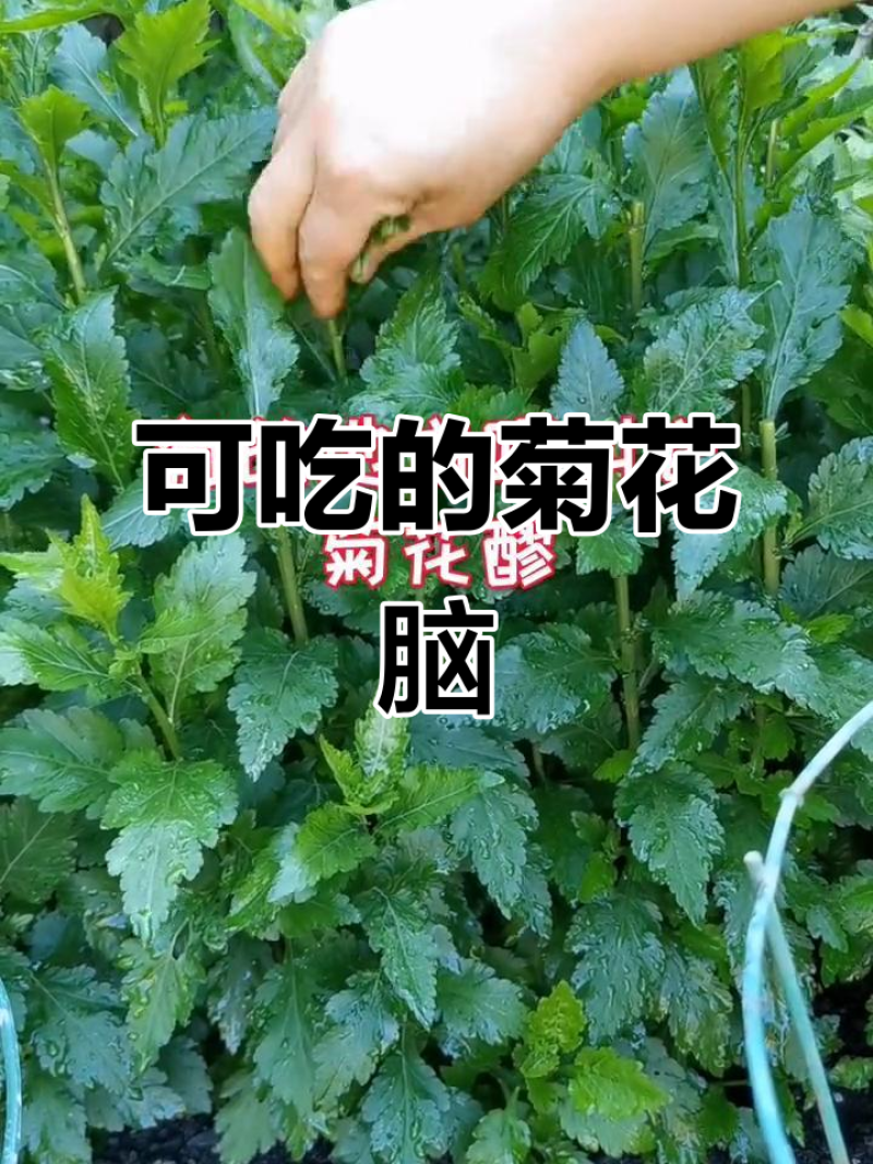菊花脑
