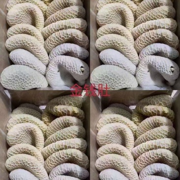 金钱肚