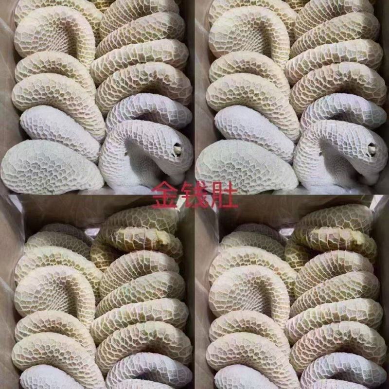 金钱肚
