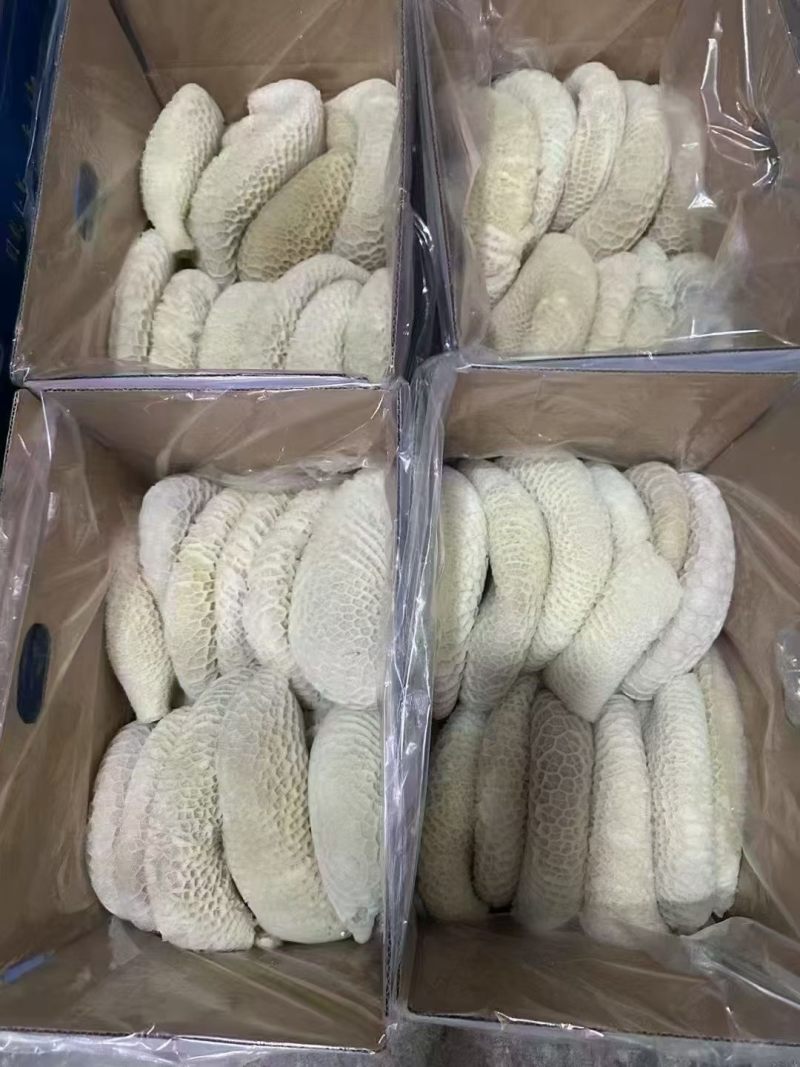 金钱肚