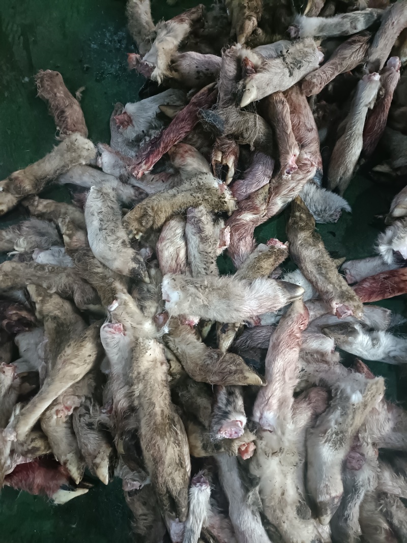 200吨羊蹄出售/量大从优/工厂直发/欢迎下单
