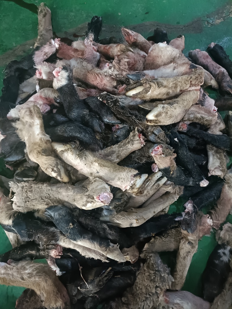 200吨羊蹄出售/量大从优/工厂直发/欢迎下单