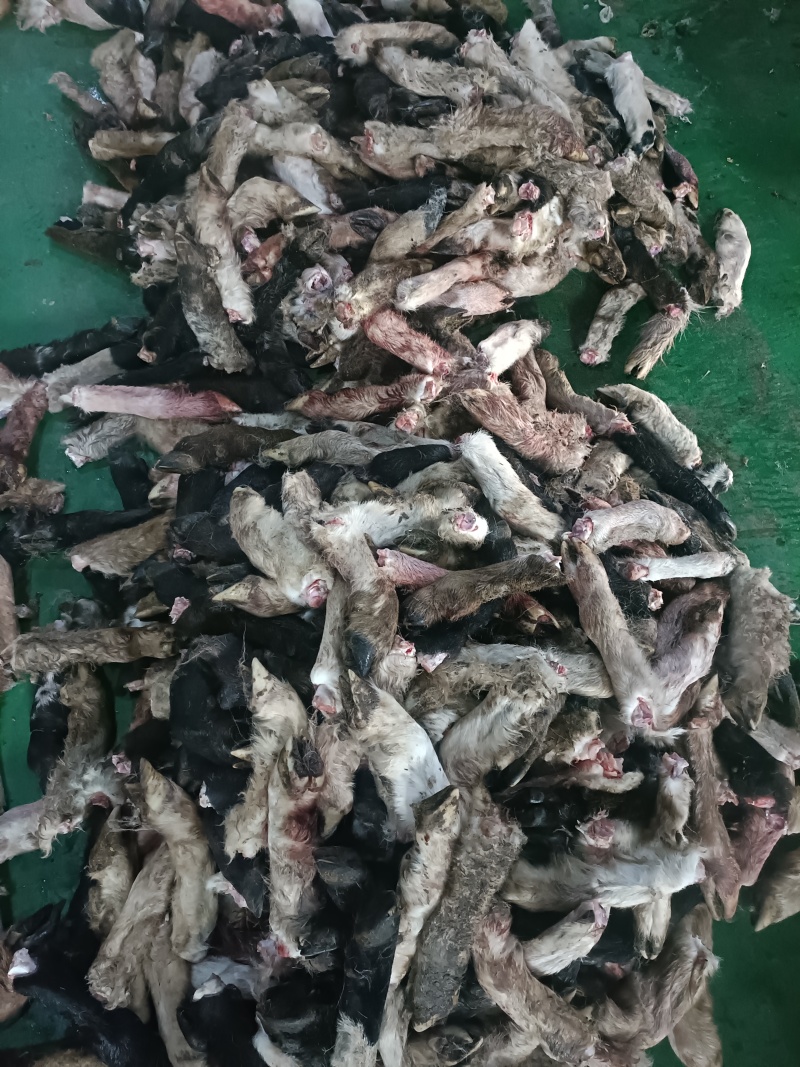 200吨羊蹄出售/量大从优/工厂直发/欢迎下单