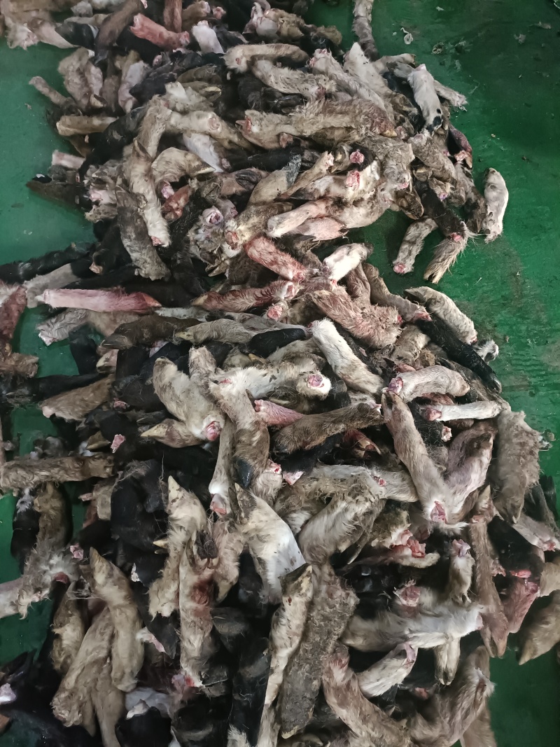 200吨羊蹄出售/量大从优/工厂直发/欢迎下单