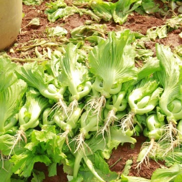 水东芥菜，黄沙土地海边有机种植，量大质优可视频看货