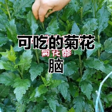 菊花脑