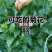菊花脑