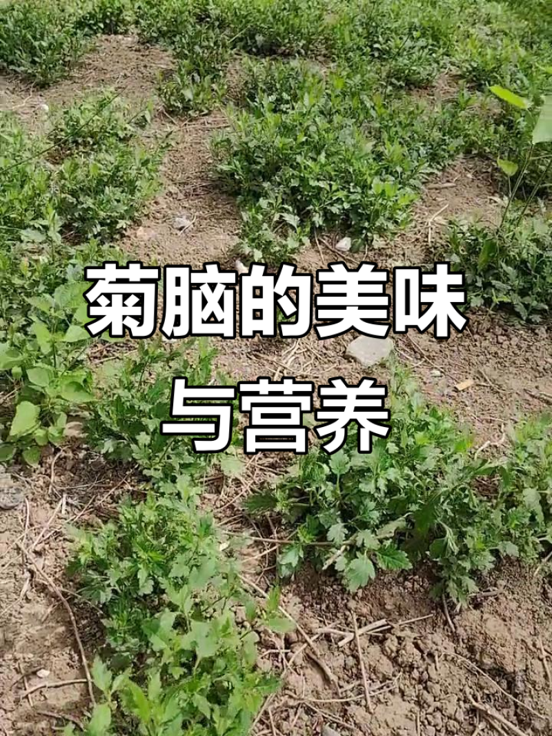 菊花脑