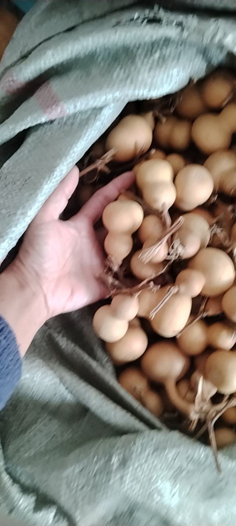 小美葫芦