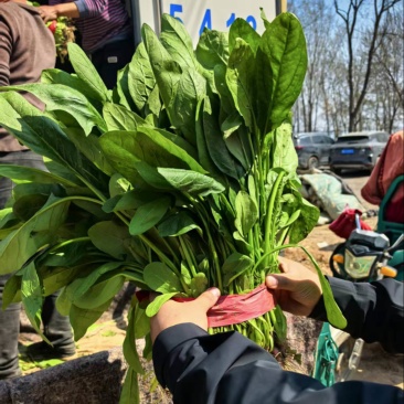 精品高杆菠菜牛舌头大叶面支持各种包装发往全国各地