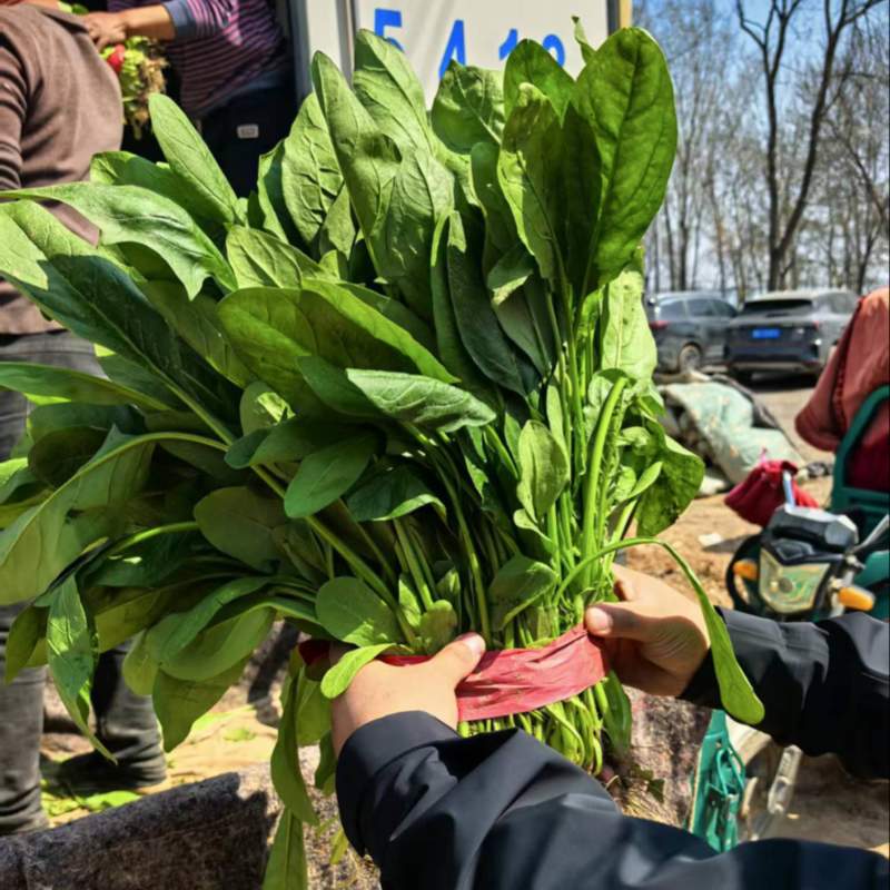 精品高杆菠菜牛舌头大叶面支持各种包装发往全国各地