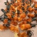 218天玉米粉料阉鸡