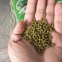 埃塞小颗粒绿豆出芽率高