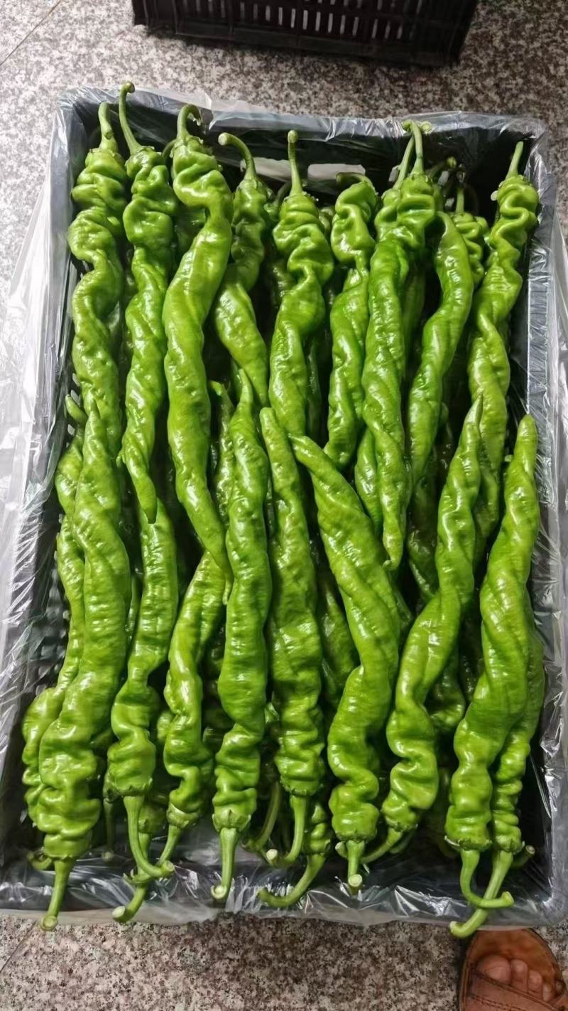 辣椒苗全螺螺丝椒线椒黄皮尖椒红黄彩椒朝天椒