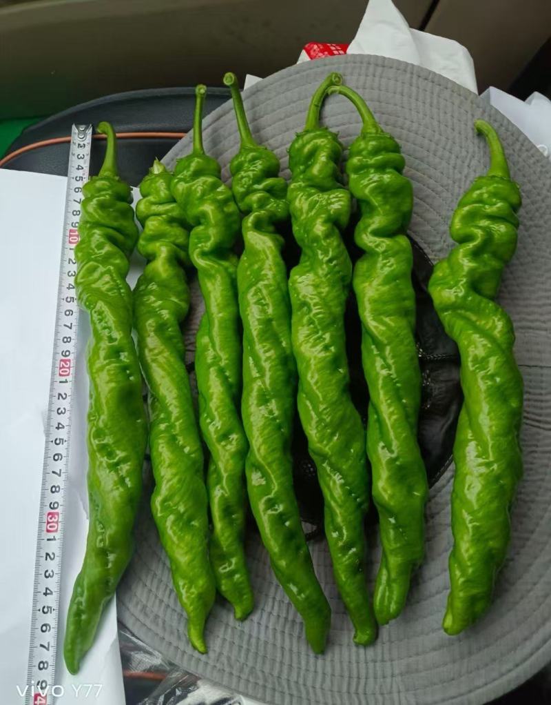 辣椒苗全螺螺丝椒线椒黄皮尖椒红黄彩椒朝天椒
