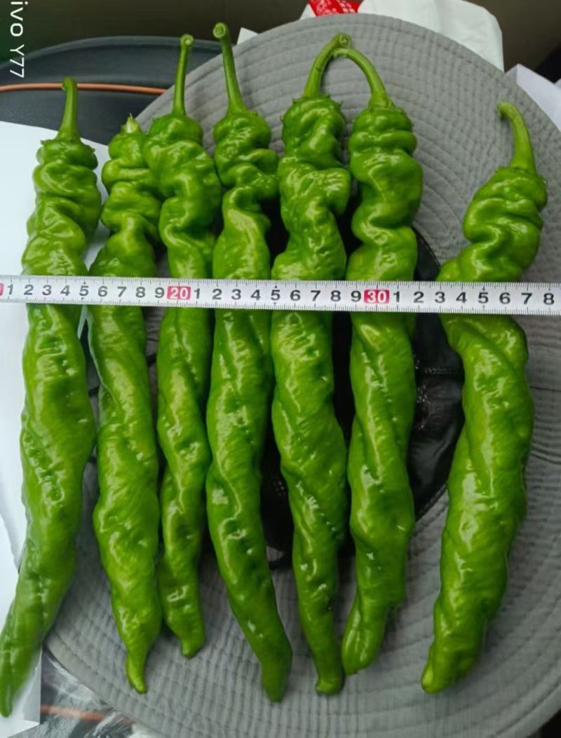 辣椒苗全螺螺丝椒线椒黄皮尖椒红黄彩椒朝天椒
