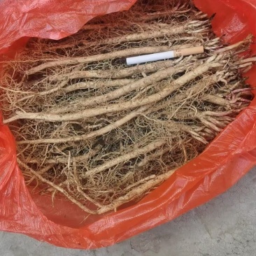 山西临汾牡丹苗，大量有货，价格便宜