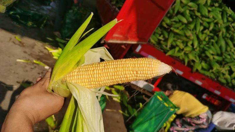 广东湛江水果玉米产地发货一手货源批发品质保证价格便宜