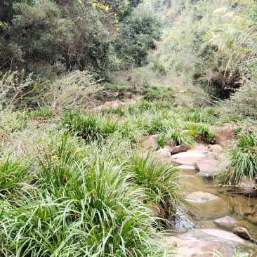 湘西野生石菖蒲种苗