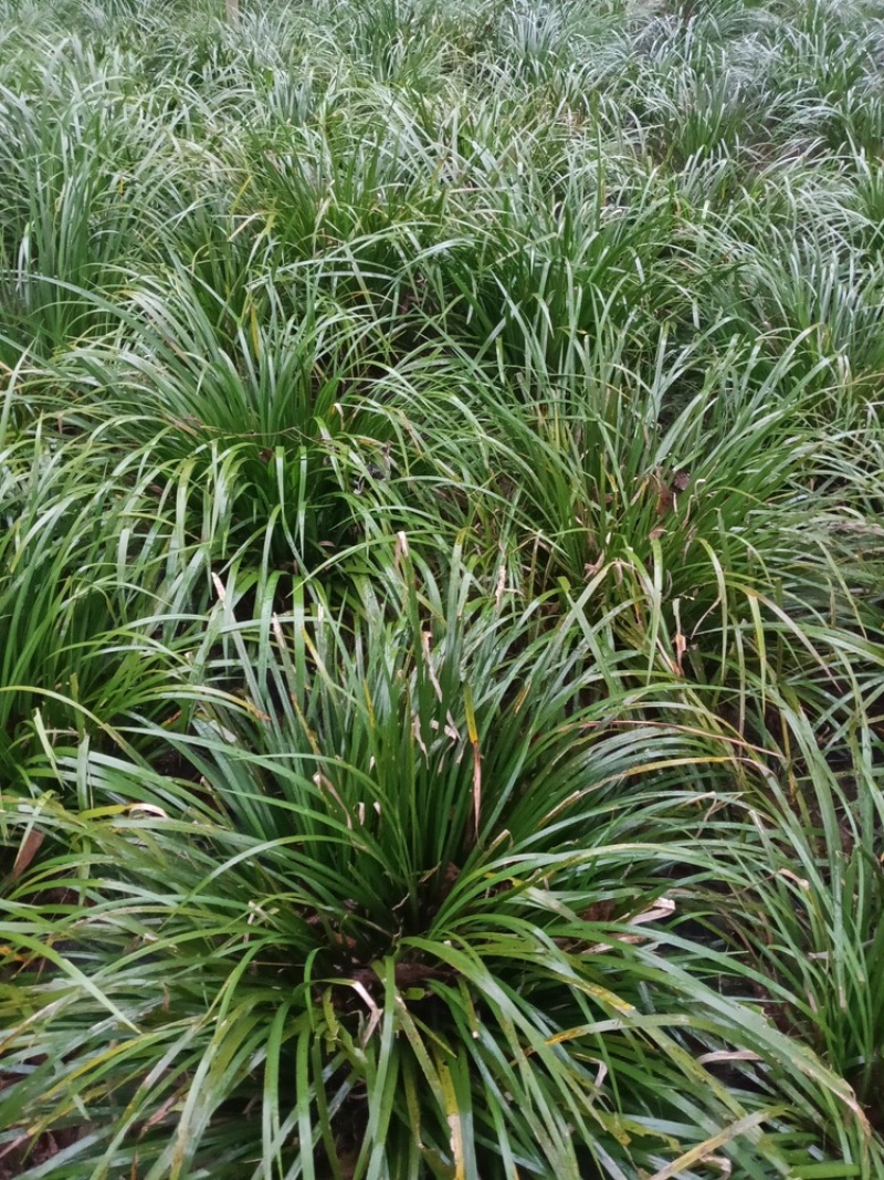 湘西野生石菖蒲种苗
