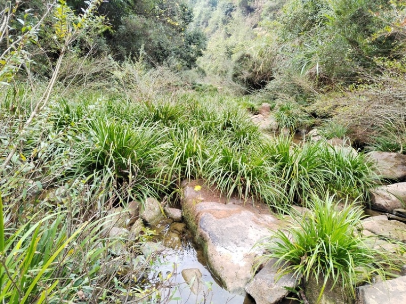 湘西野生石菖蒲种苗