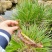 湘西野生石菖蒲种苗