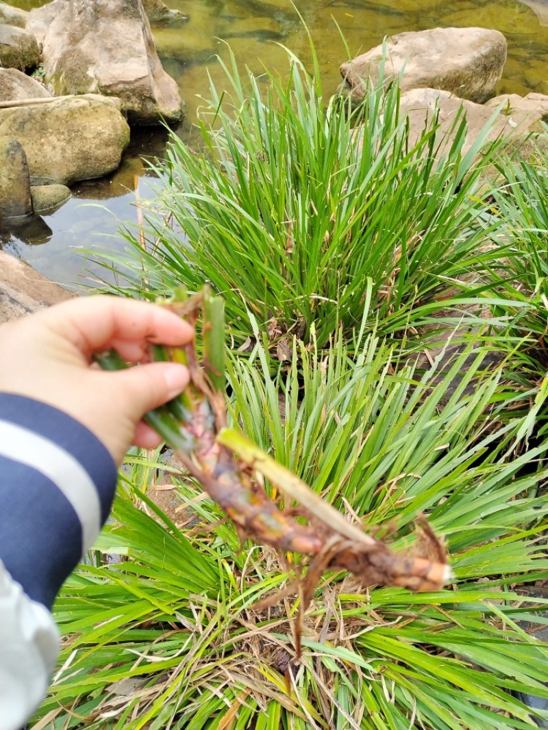 湘西野生石菖蒲种苗