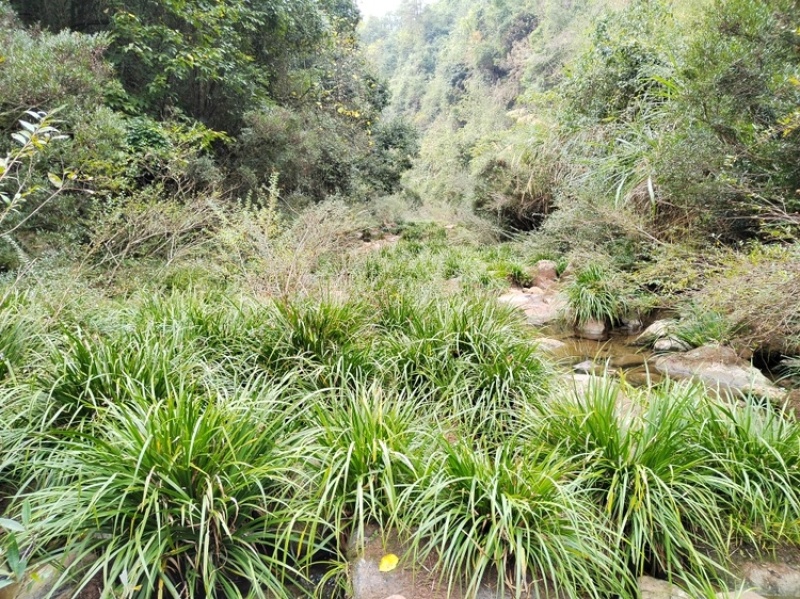 湘西野生石菖蒲种苗