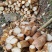 湖南春笋高山黄泥春笋基地直供量大从优欢迎联系订购