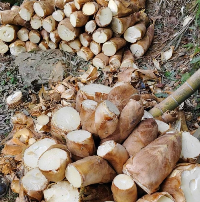 湖南春笋高山黄泥春笋基地直供量大从优欢迎联系订购